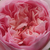 Roza - Nostalgična vrtnica - Sonia Rykiel